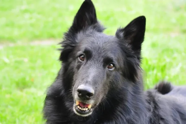 Belgian Shepherd Groenendael