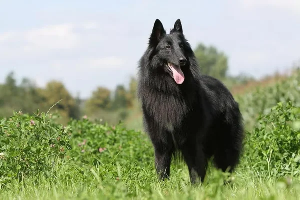 Belgian Shepherd Groenendael