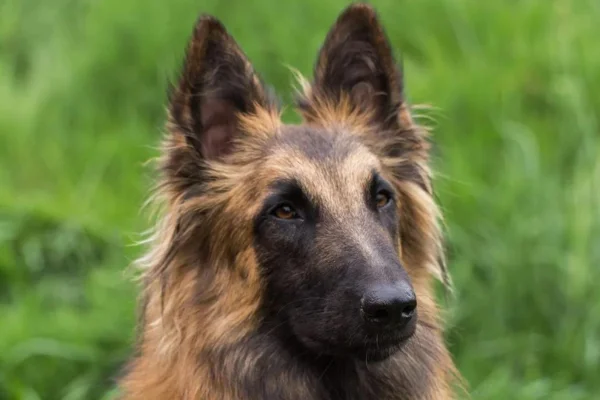 Belgian Shepherd Tervueren