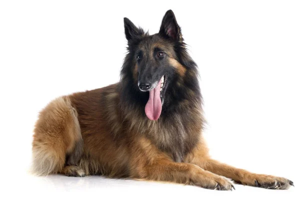 Belgian Shepherd Tervueren