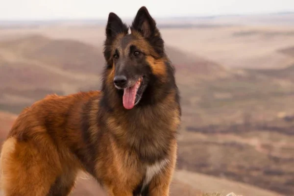 Belgian Shepherd Tervueren