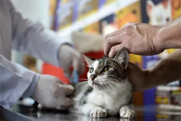 Buscopan para Gatos