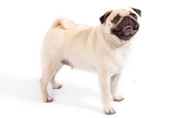 Pug