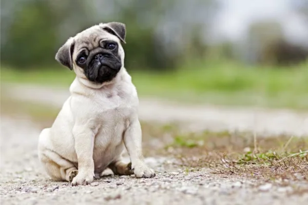 Pug 