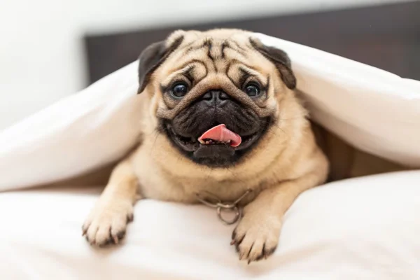 Pug 