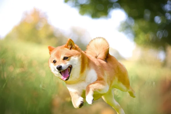 Shiba Inu