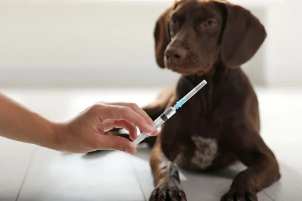 Hormone treatment for dogs