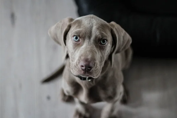 Weimaraner