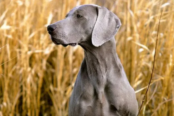 Weimaraner