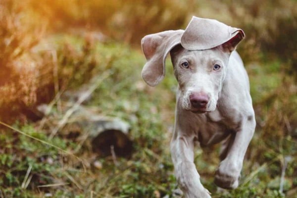 Weimaraner