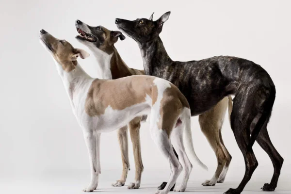 Whippet