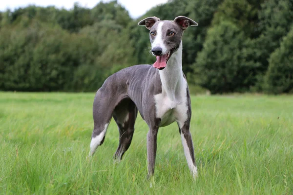 Whippet