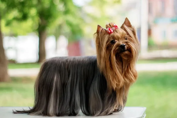 Yorkshire terrier