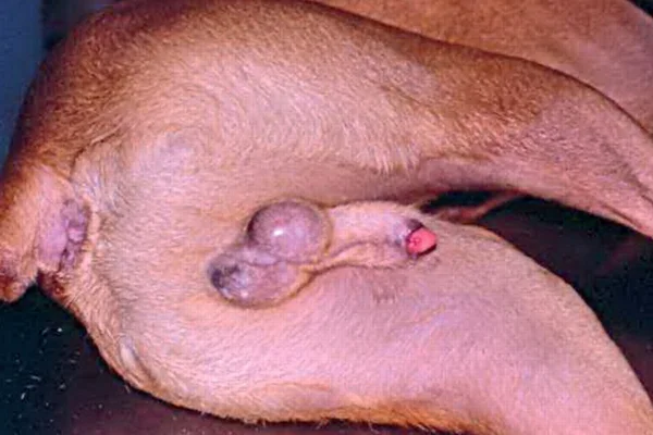 Balanoposthitis in dogs