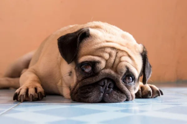 Balanoposthitis in dogs: what you need to know