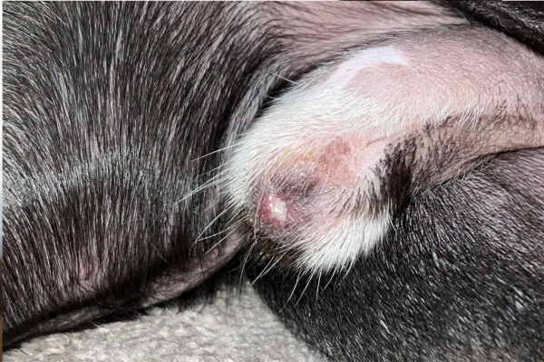 Balanoposthitis in dogs