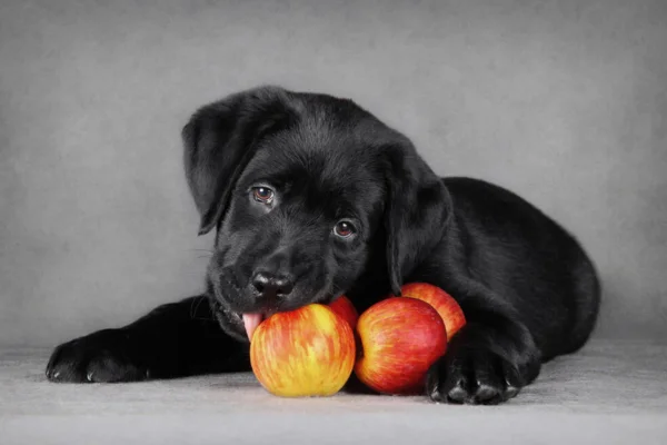 Les chiens peuvent-ils manger des pommes ?