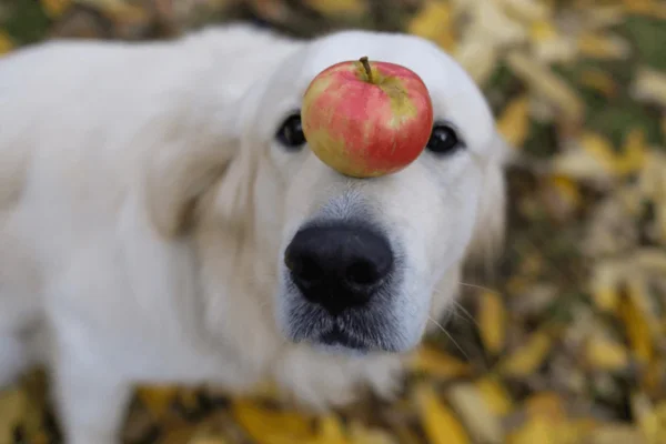 Les chiens peuvent-ils manger des pommes ?