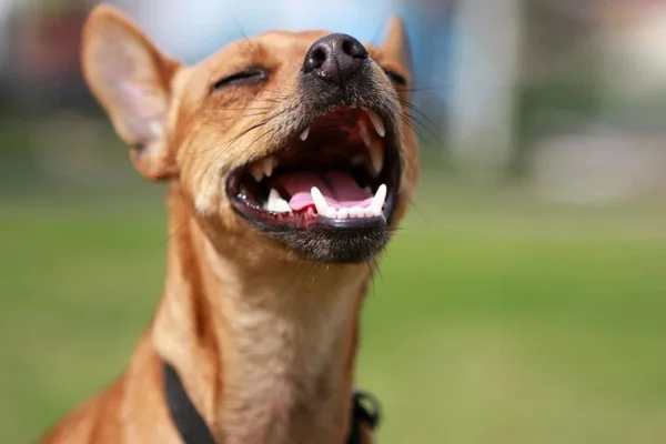 Cachorro com rouquidão – Principais causas e cuidados