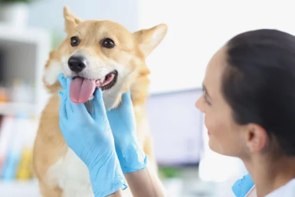 Cachorro com rouquidão