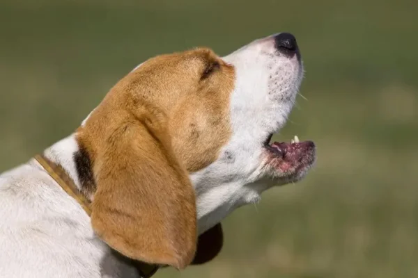 Cachorro com rouquidão