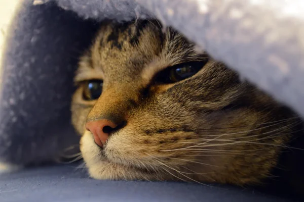 Câncer de Mama em Gatos