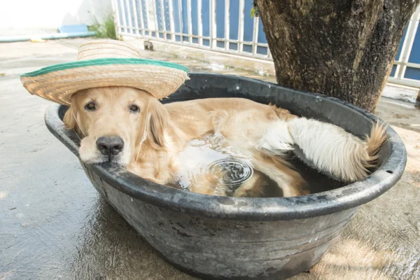 Como Manter Seu Cachorro Refrescado nos Dias Quente