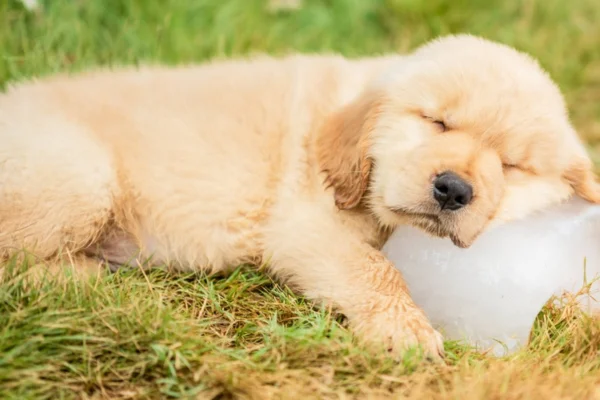 Como Manter Seu Cachorro Refrescado nos Dias Quente