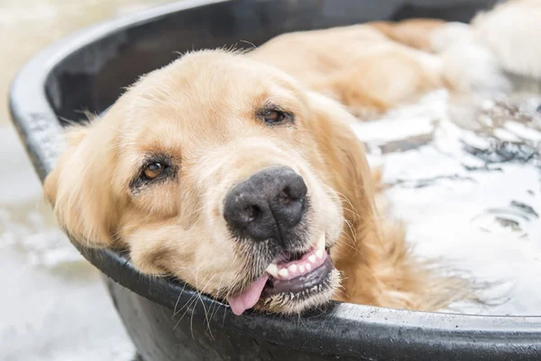 Como Manter Seu Cachorro Refrescado nos Dias Quente