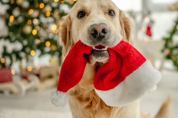 Tips for a safe Christmas with your dog 