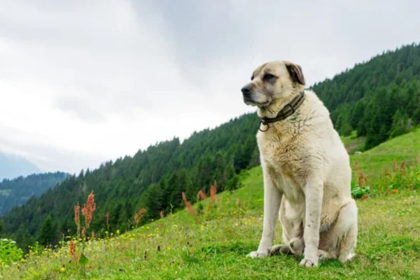 Kangal turco: el perro que muerde más fuerte