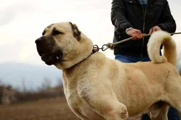 Turkish Kangal: all about the dog with the strongest bite