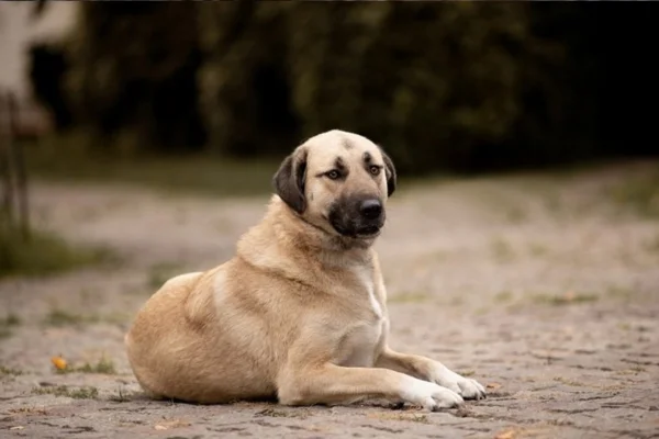 Turkish Kangal: all about the dog with the strongest bite