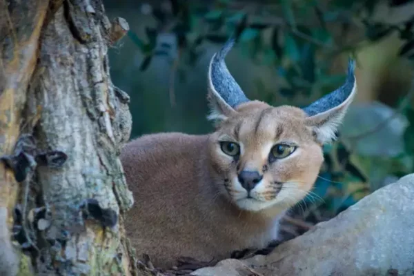 Pumba Caracal