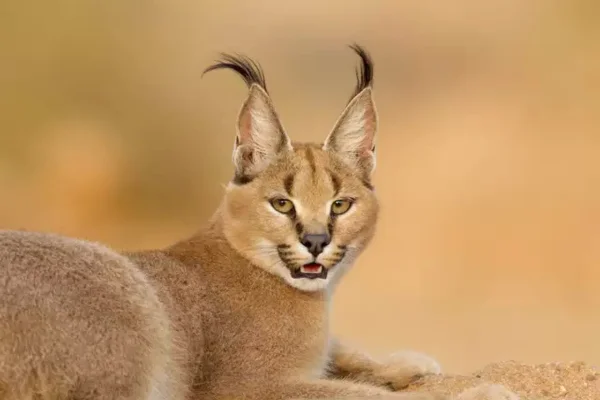 Pumba Caracal: O Fascinante Felino Selvagem