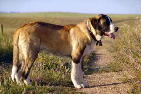 Rafeiro do Alentejo - Saiba tudo sobre a raça