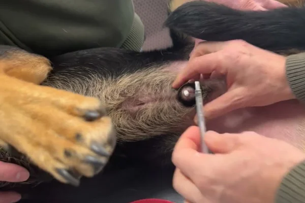 Secreção no pênis do cachorro esmegma