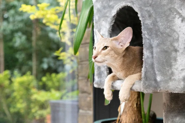 Casinha para gatos é necessário providenciar uma para o seu bichano