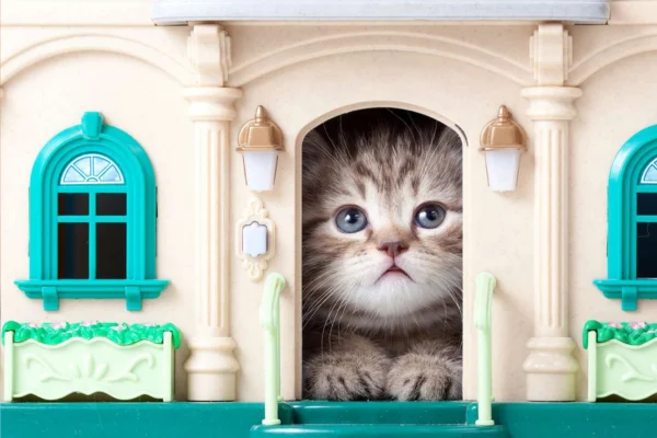 Cat kennel: do you need one for your kitty?