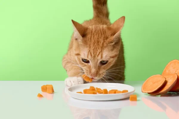 Gato pode comer batata-doce (2)