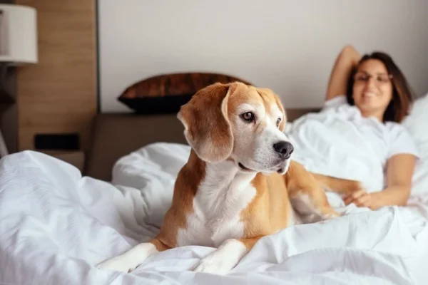 Os Melhores Hotéis em Florianópolis que Aceitam Pets (1)