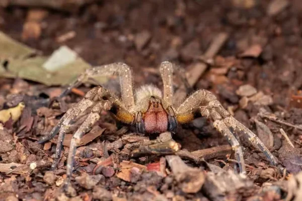 A aranha armadeira é venenosa?