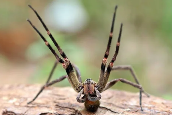 A aranha armadeira é venenosa?