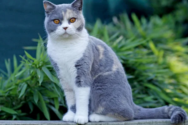 Alterações na Cor do Pelo dos Gatos