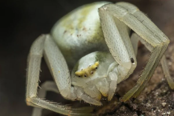 Aranha-caranguejo (Thomisidae)