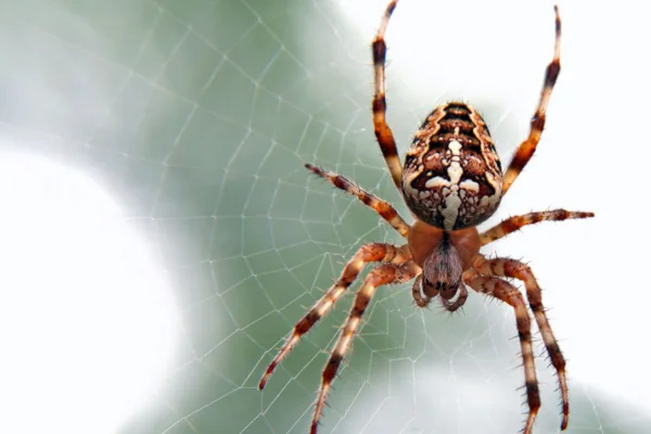  aranha é inseto, aranha e inseto, aranha inseto, aranha é um inseto, inseto aranha, aranha como barata, aranha como cupim, aranha mata barata, aranhas carnívor