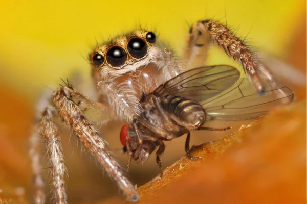 Alimentação das aranhas