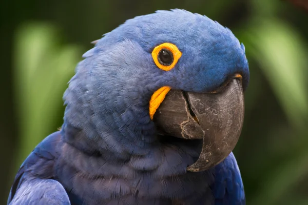 Arara-azul (Anodorhynchus hyacinthinus)