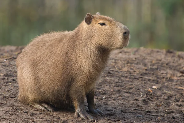 Capivara (Hydrochoerus hydrochaeris)