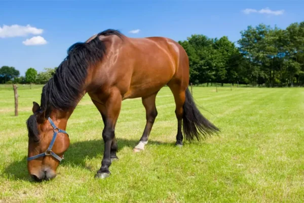 Cavalo é um Ruminante